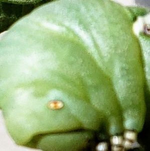 Meet your Posher, Loreen